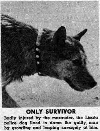 The Dog