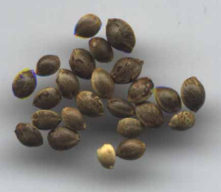Seeds