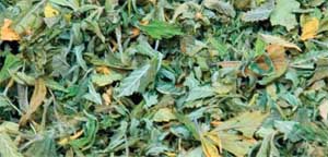 picture of what Talk to 

Frank thinks cannabis leaves look like