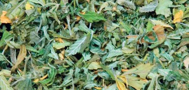 talk to frank's idea of what cannabis leaves look like