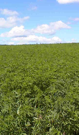 field of Hemp in the UK