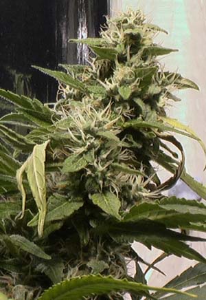 Cannabis plant